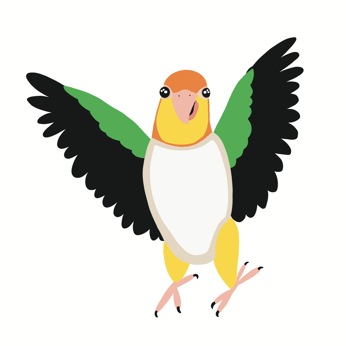 Birdy Collection